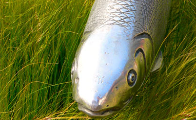 网页DDOS攻击平台